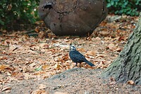 DSC08687-02