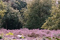 DSC08732-01