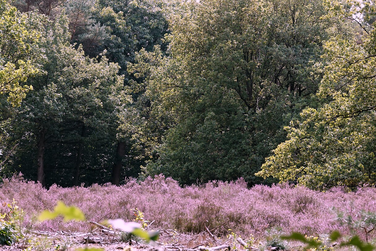 DSC08732-01