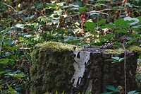 DSC08992-01