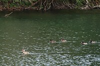 DSC08956-01