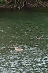 DSC08955-01