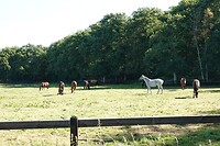DSC09075-01