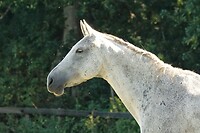 DSC09077-01