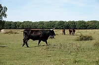 DSC09114-01