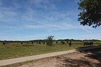 DSC09119-01