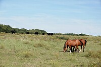 DSC09124-01