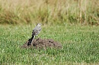 DSC09131-01