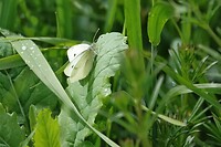DSC01375-01