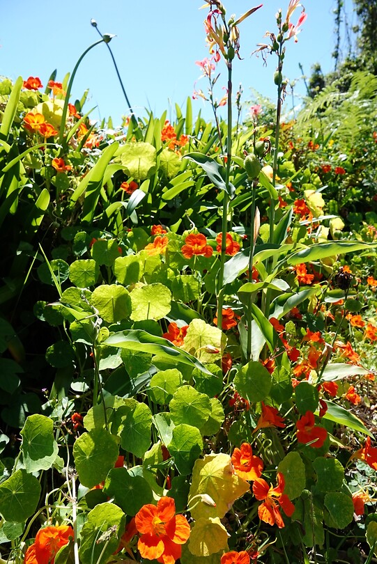 DSC01650-01