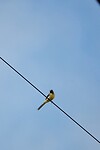 DSC01664-01