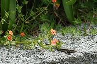 DSC01666-01