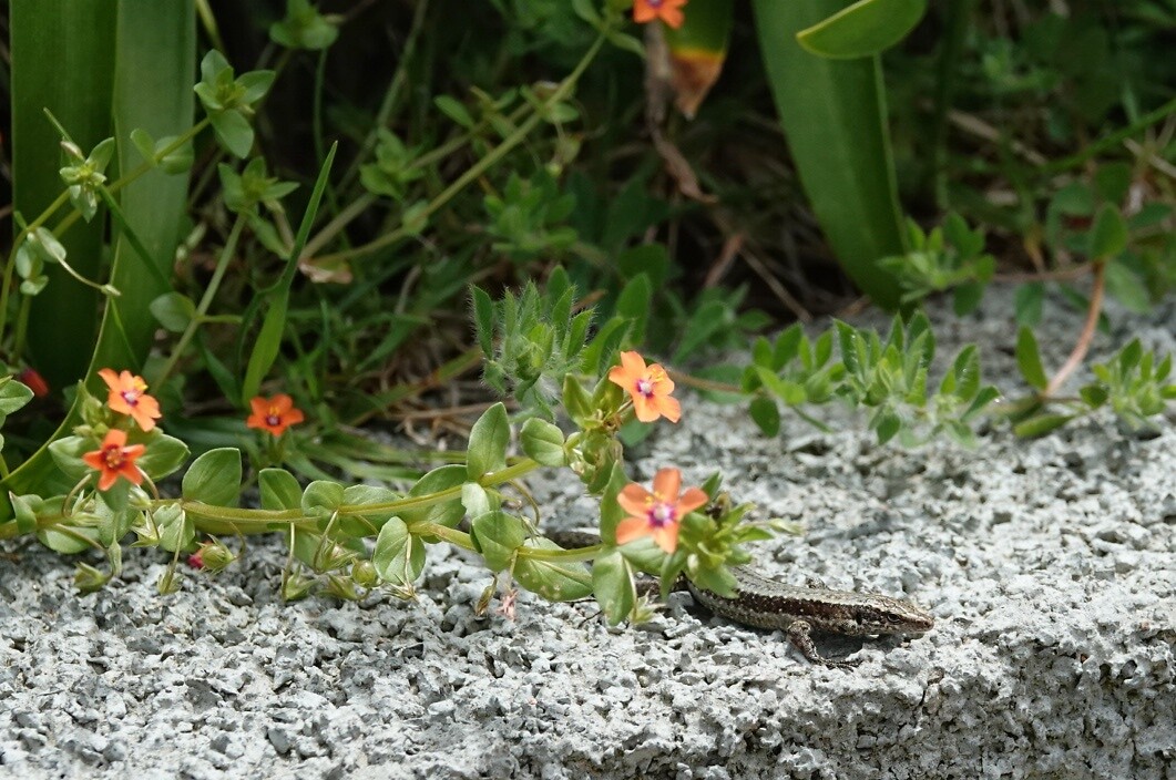 DSC01666-01