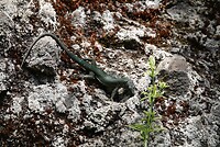 DSC01747-01