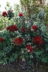 DSC01955-01
