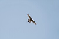 DSC02041-02