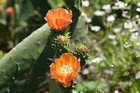 DSC02037-02