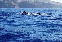 DSC03525-01