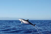 DSC03611-01