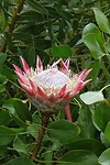 DSC04679-01