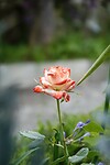 DSC04652-01