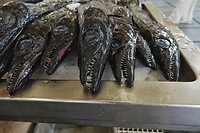 DSC04533-01