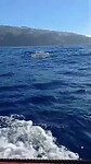 Dolphins & whales