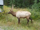 een Elk vlak naast de camper