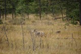 Coyote