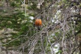roodborst