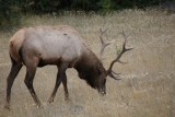 groot mannetjes Elk