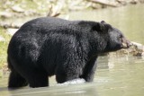 duik in het water