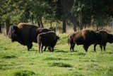 de Bisons