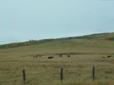 paarden want we zijn in "cowboy country"