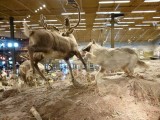 veel opgezet wild