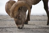 bighorn sheep mannetje