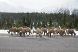 kudde bighorn sheep