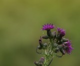 Distel