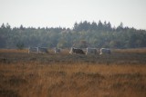 runderen op de hei