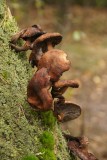 paddenstoelen