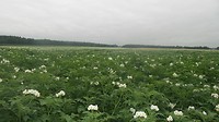 Landschap etappe Rolde naar Schoonloo