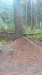 Obstakel wildplassen rode mierenhoop