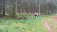 Schitterend bos met heel veel mos
