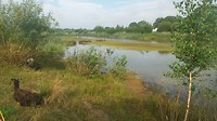 Bij de Heuvelrug langs het vee lopend op weg naar Hardenberg vanaf Coevorden