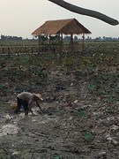 Lotus farm