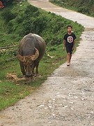 Buffalo's lopen overal los