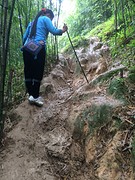 Jungle