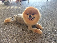 En als je hond het warm heeft, dan scheer je hem uiteraard :-)