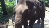 Van zo dichtbij is een olifant wel heel groot