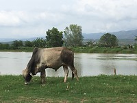 IMG_0694